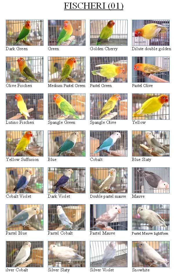 Jenis Jenis Lovebird Seputar Dunia Burung 